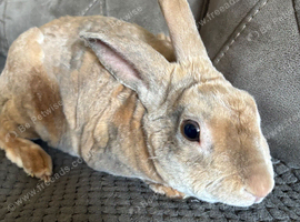Light Fawn Adult Male Rex Bunny