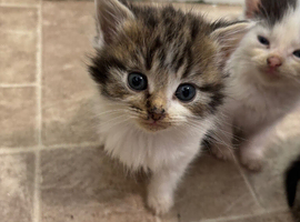 2 white and tabby kittens for sale