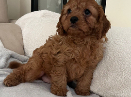 Cavapoo puppy 1 boy available