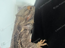Bearded dragon for rehome