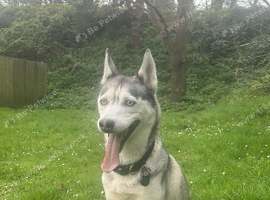 Female Siberian Husky for sale