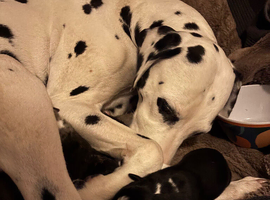 Stunning Dalmatian cross blue merle border collie