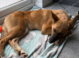 Jessie, German Shepard, 5 month old puppy