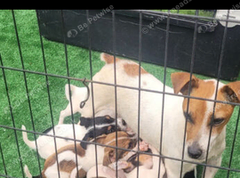 7wk old jack Russell puppies