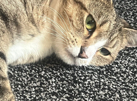 Female cat