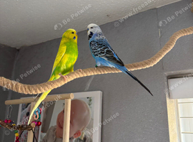 Pair of bonded budgies