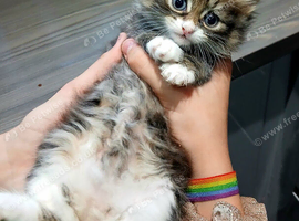 3 mixed breed kittens