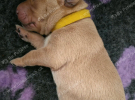 Working American Labrador puppies