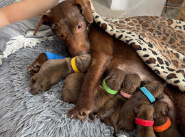 Chocolate Patterdale terrier puppies for sale