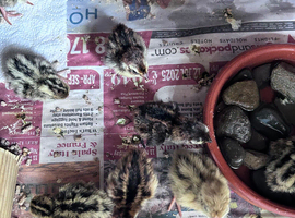Quail - day old and older