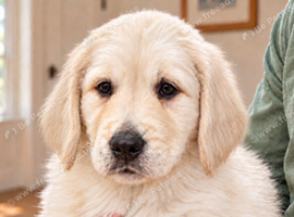 Beautiful RKC registered golden retrievers