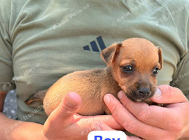 Jack Russell puppies 1 boy laft now ready to go
