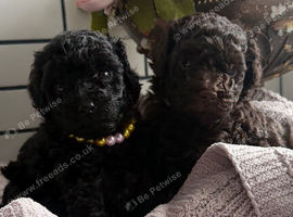 beautiful boy and girl available!