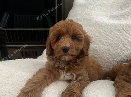 Absolutely stunning Australia Labradoodle puppies