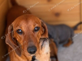 Beautiful dachshunds