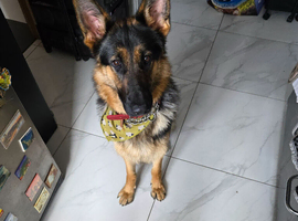 Germanshepard
