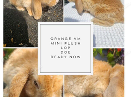 MINI PLUSH LOPS SUFFOLK