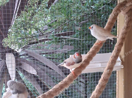 Zebra Finches