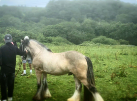 Stunning dun stallion ready for stud