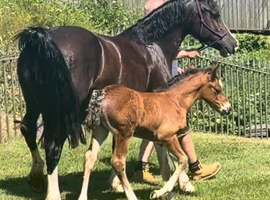 Bred in the purple elegant bay colt