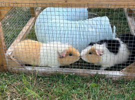 2 female Teddy Guinea Pigs 6 months old