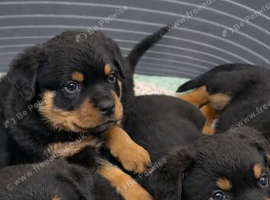 Rottweiler pups KC Registered + Champ Bloodlines