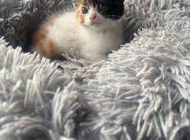 Persian cross kittens ready Friday