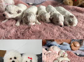 Pure Pedigree Champion Bloodline Bichon Frise