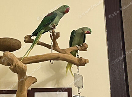 Ringnecks & Lovebirds