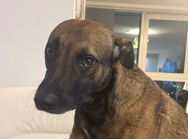 2-Year-Old Friendly Large Dog Looking for a Great Home