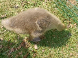 Geese  giant dewlop tolouse gosling unsexed