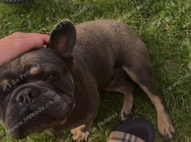 French bulldog