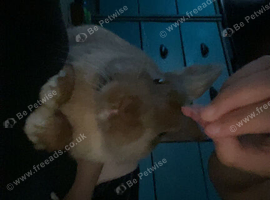 Male rabbit