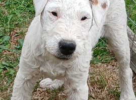 White lakeland puppies