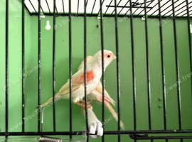 Red Mosaic Canary