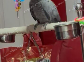 Congo African grey Glasgow