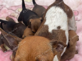 Beautiful jack russel girl looking for her forever home