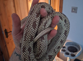 7 year old california king snake and vivarium
