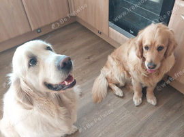 Brother and sister retrievers