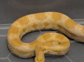 Pair of corn snakes for sale