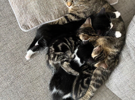 Kittens for sale