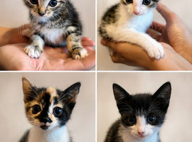 kittens