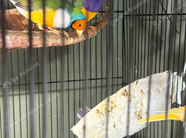 Canaries and Gouldians