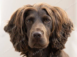 Sprocker Spaniel looking for new home