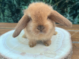 Pure Bred (7 w old) Mini Lop Babies