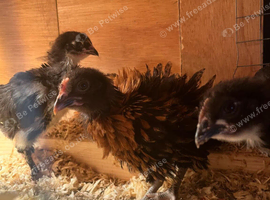 I have many moxed breed chickens. Swap for some Quail. or Ducklings