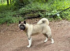 KC American Akita