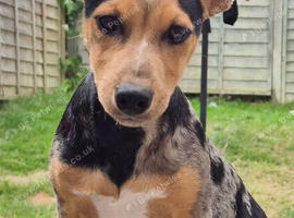 Jack Russell