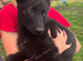 German Shepherd Puppies for Sale