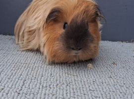 Rare gorgeous sow guinea pigs
